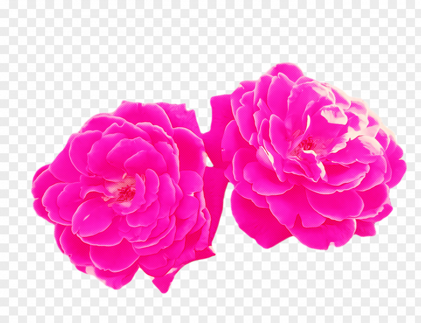 Garden Roses PNG