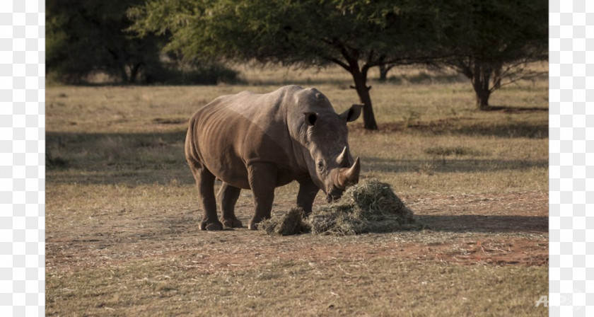 Save The Rhino Stallion Cattle Grazing Mare Pasture PNG