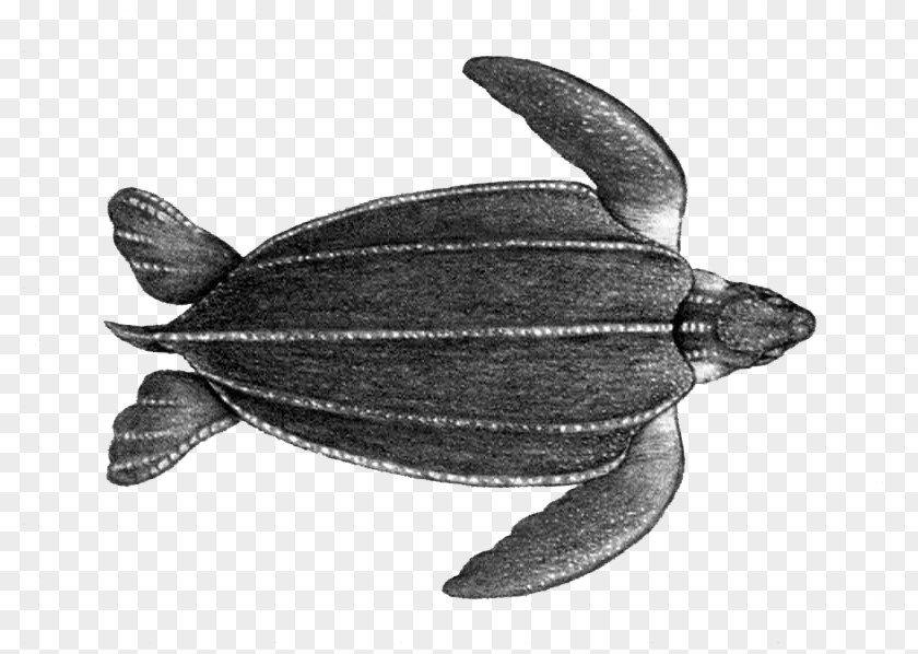 Turtle Leatherback Sea Loggerhead Marine Mammal Terrestrial Animal PNG