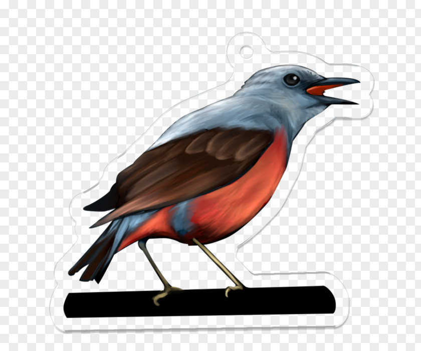 Beak Fauna Illustration Feather PNG