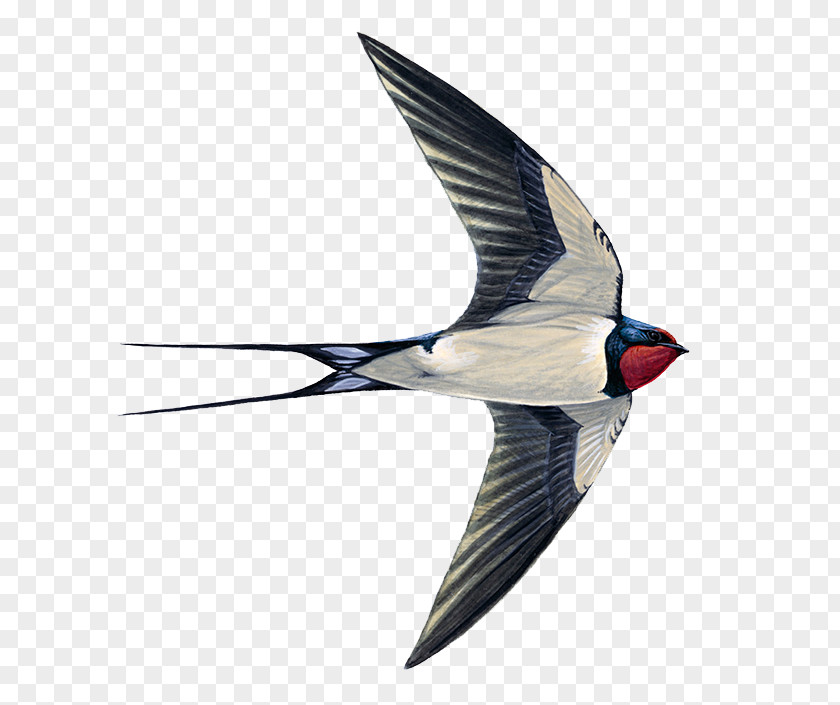 Bird Edible Bird's Nest Swallow Swifts Common Swift PNG