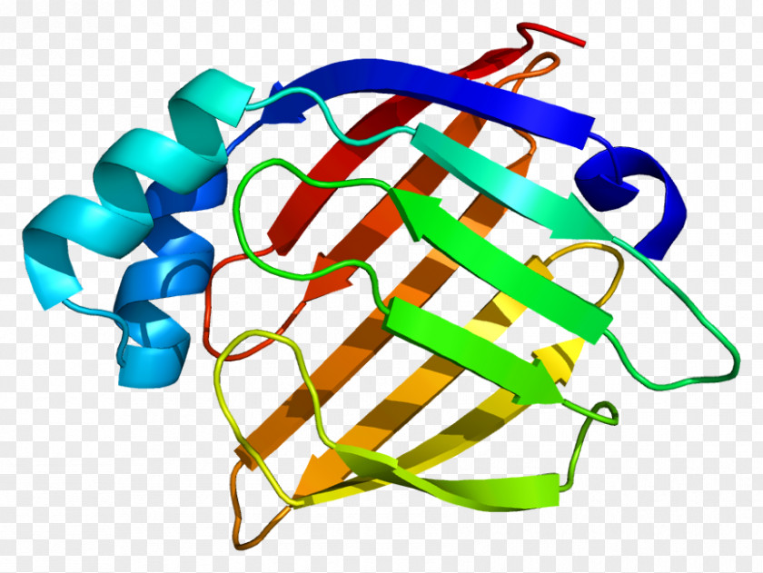 Chain Gene Heart-type Fatty Acid Binding Protein Acid-binding PNG