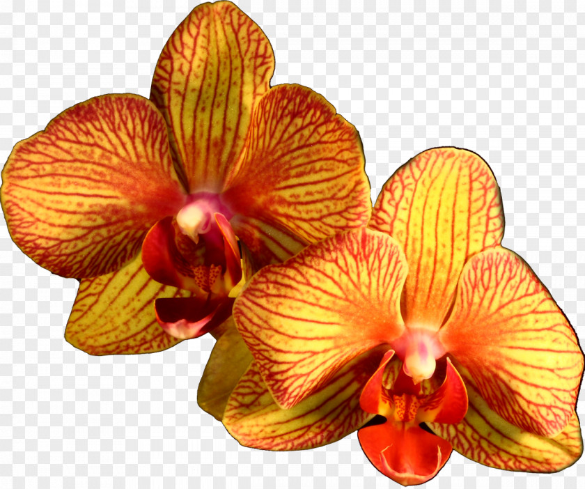 Orchid Moth Orchids Orange Flower Plant PNG
