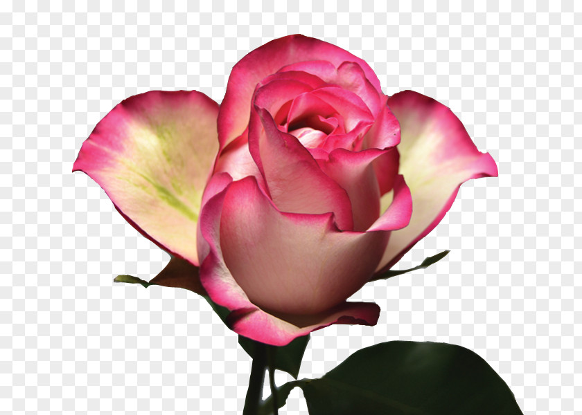 Purple Hydrangea Garden Roses Cabbage Rose Floribunda Pink Color PNG
