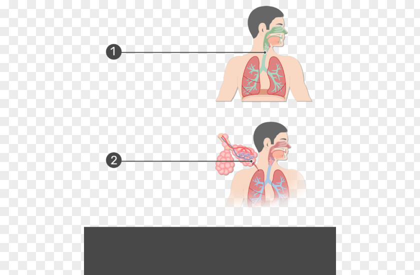 Respiratory Tract Anatomy System Pulmonary Alveolus PNG