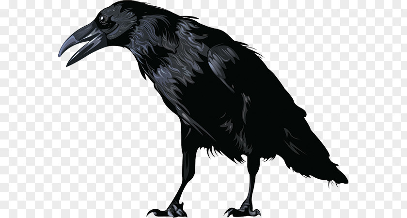 American Crow Rook New Caledonian Hooded Common Raven PNG