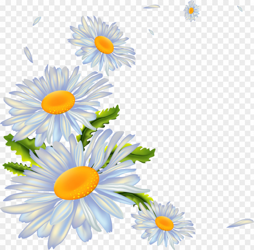 Chamomile PNG