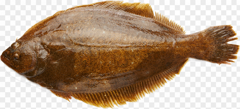 Cholla Olive Flounder Salted Fish Image Angling PNG