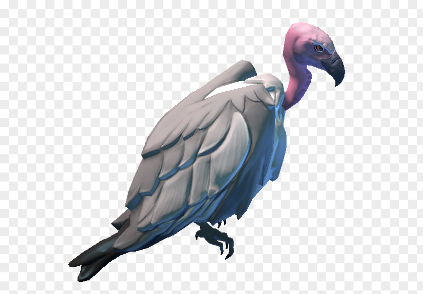Feather Vulture Fauna Beak PNG