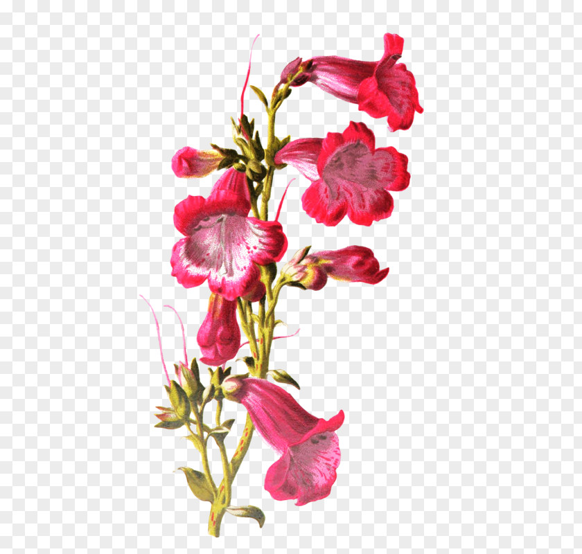 Flower Plant Stem Cut Flowers Ipomoea Nil Petal PNG