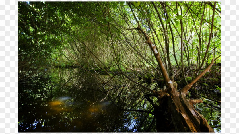 Forest Rainforest Valdivian Temperate Rain Riparian Zone Vegetation PNG