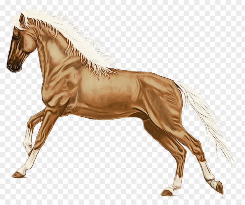 Wildlife Livestock Horse Cartoon PNG