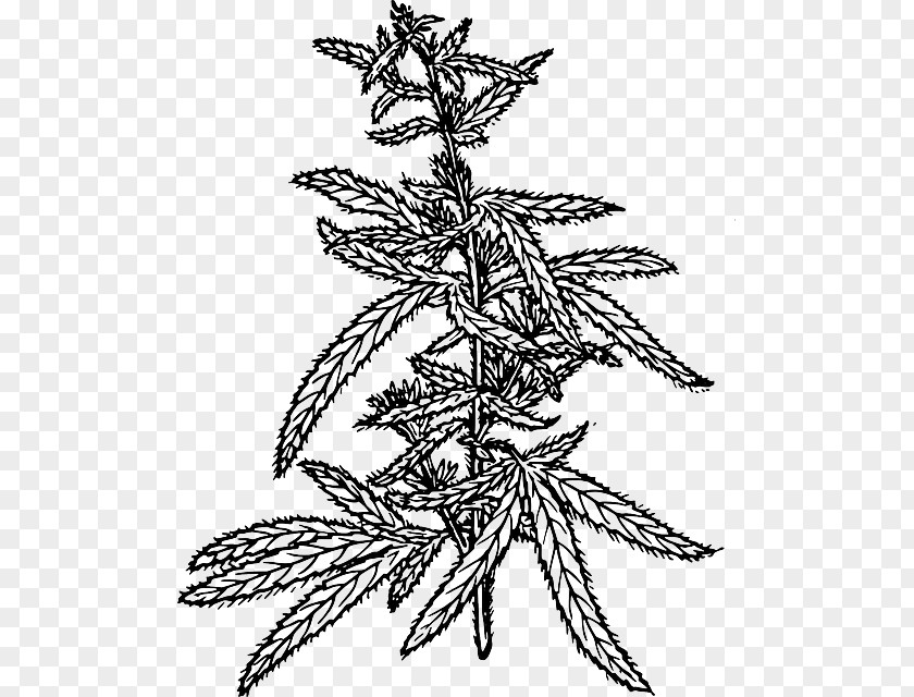 Hemp Cannabis Sativa Cannabidiol Clip Art PNG