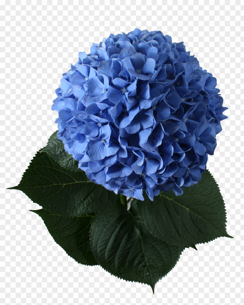Hydrangea French Cut Flowers Plant Blue PNG