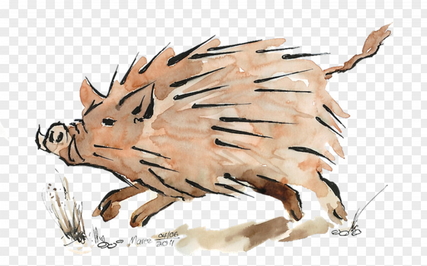 Pig Drawing /m/02csf PNG