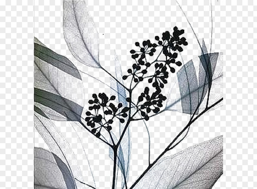 Plant AllPosters.com Art.com Printmaking PNG