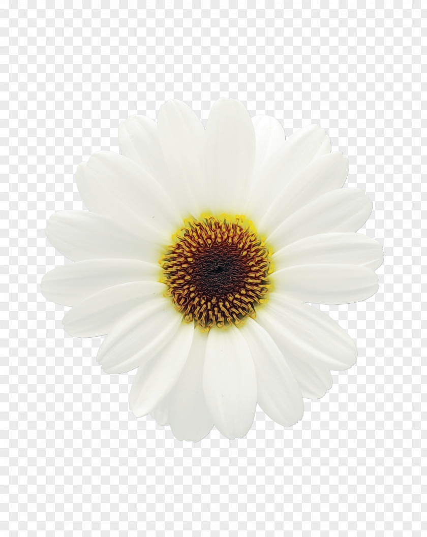 Artificial Flower Wildflower Flowers Background PNG