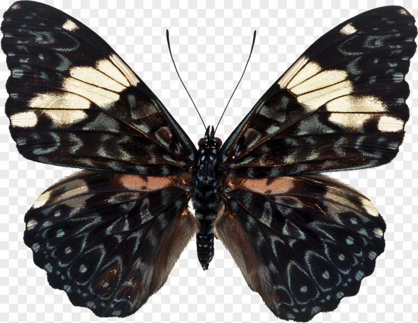 Butterfly Insect PNG