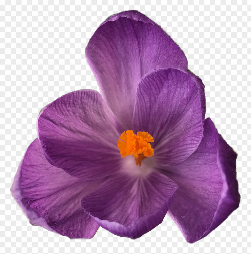 Crocus Pansy Flower Bouquet PNG