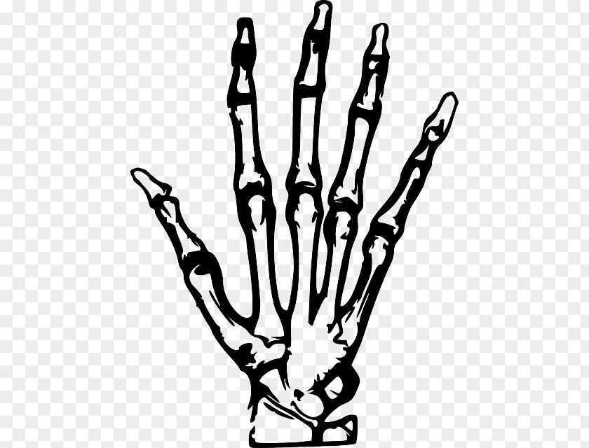 Hand X-ray Clip Art PNG