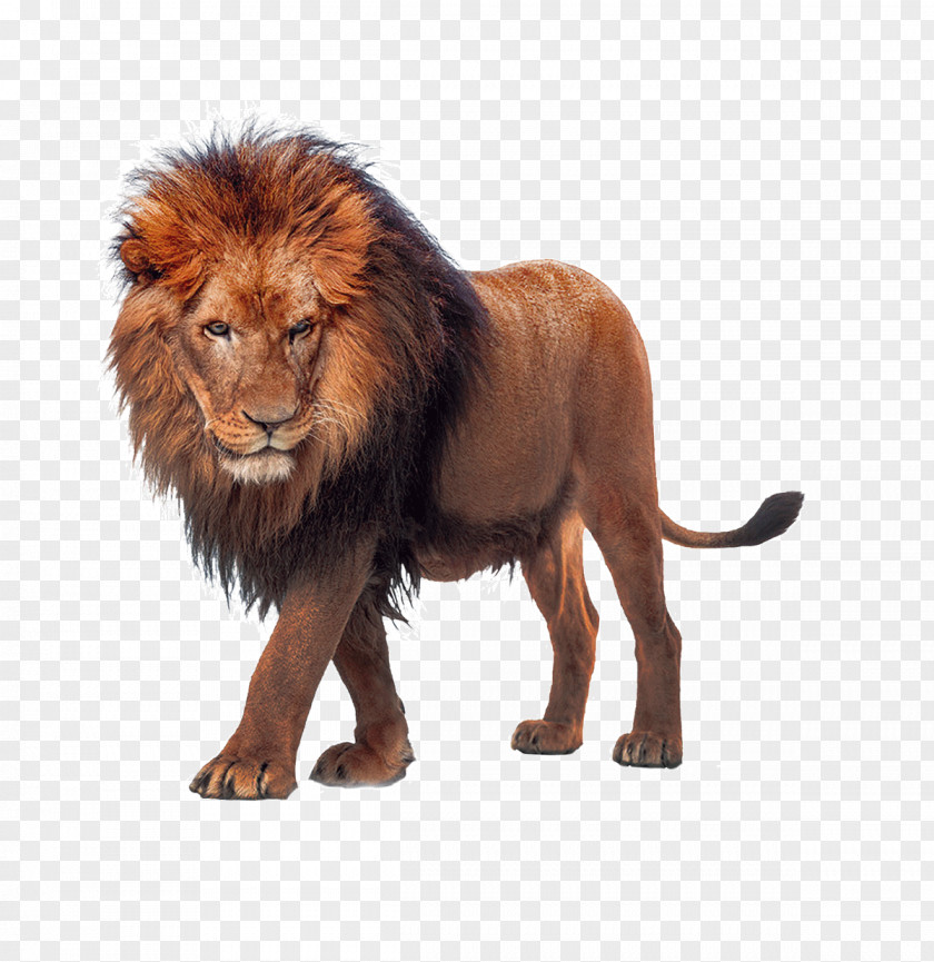 Lion King Of The Beasts Download PNG