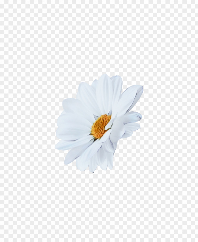 Oxeye Daisy Plant PNG