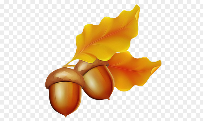 Petal Flower Fruit PNG