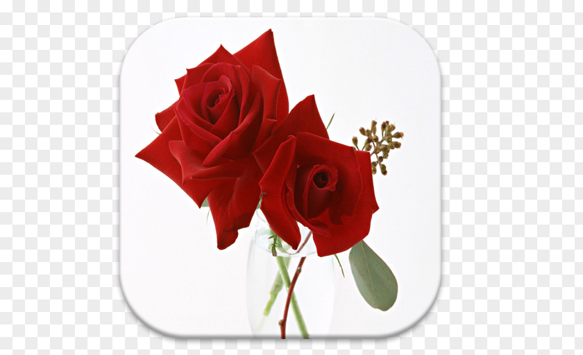Rose Clip Art Flower Bouquet PNG