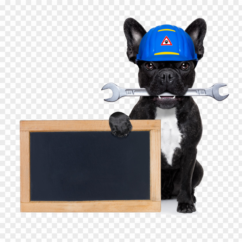 Creative Puppy With Chalkboard French Bulldog Poodle Handyman Stock Photography PNG
