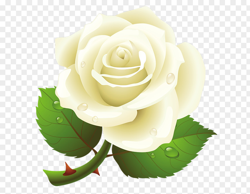 Rose Clip Art PNG