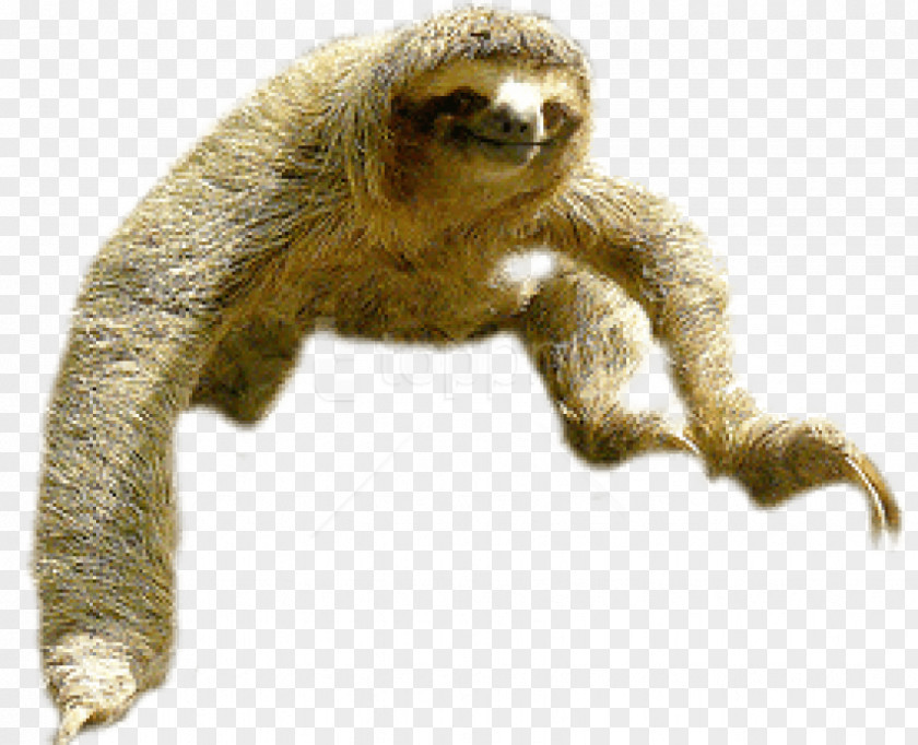 Sloth Maned Clip Art Image Vector Graphics PNG
