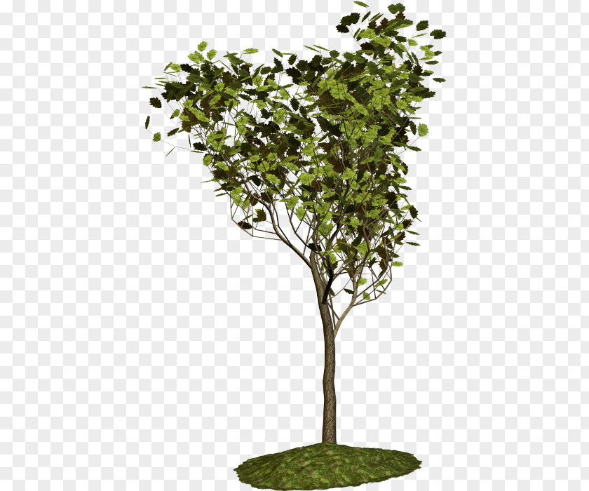 Tree Plane Trees Shrub Blog Plant PNG