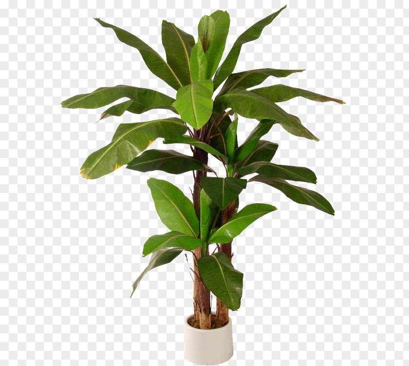 Leaf Banana Tree Herbaceous Plant PNG