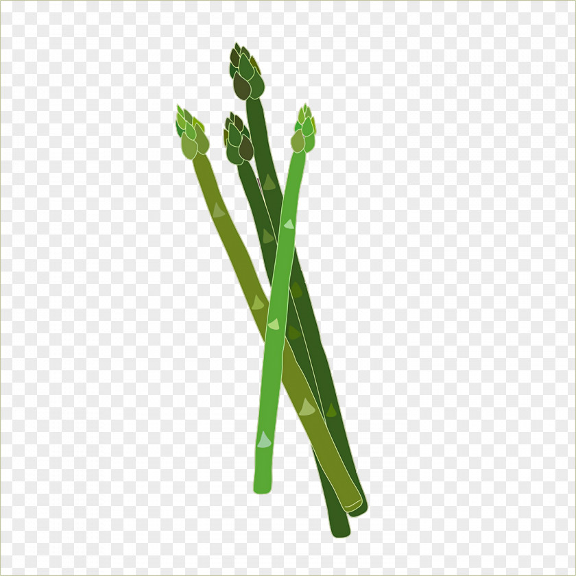 Plant Stem Plants Science Structure Biology PNG