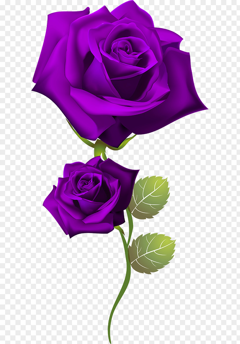 Rose Clip Art PNG