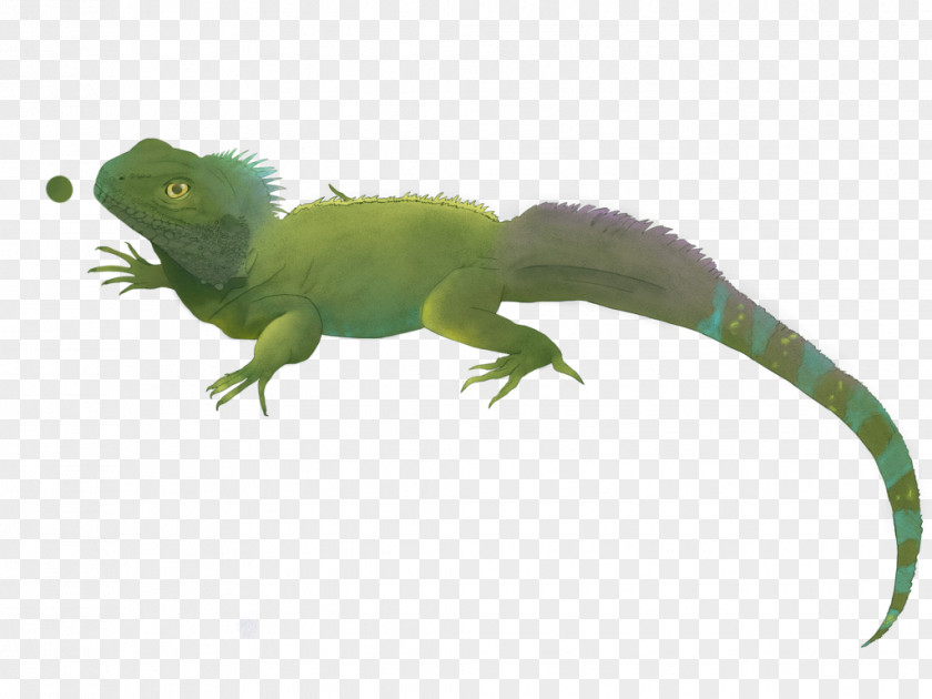 Water Dragon Common Iguanas Amphibian Fauna Tail PNG