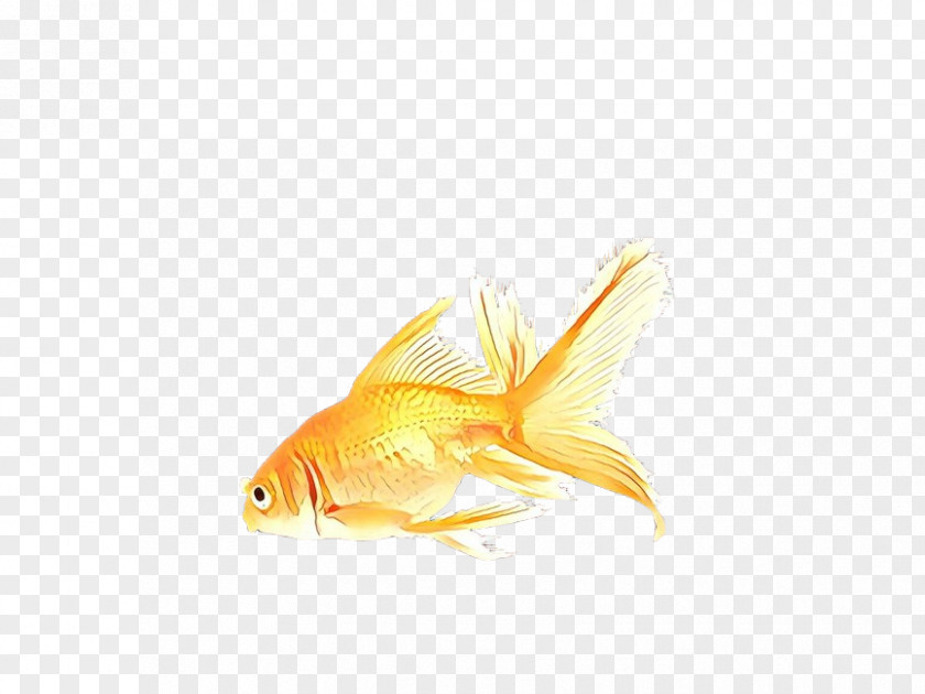 Cyprinidae Koi Fish Cartoon PNG