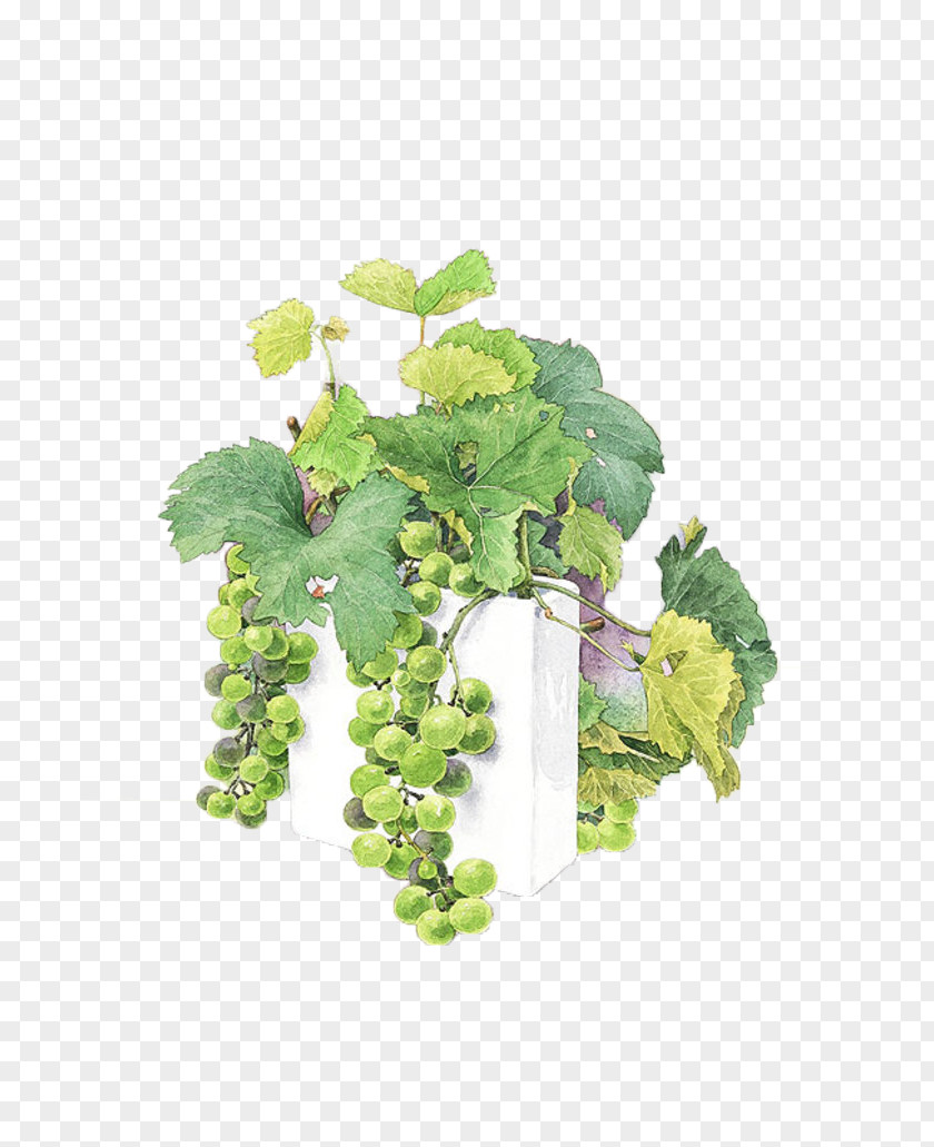 Green Grapes Watercolor Painting Grape Painter Illustration PNG