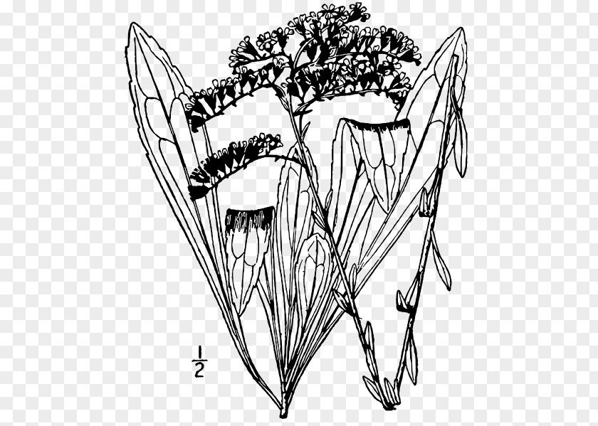 Illustrated Flora Of The Northern United States Canada Goldenrod Solidago Gattingeri Petiolaris Zigzag Glomerata PNG