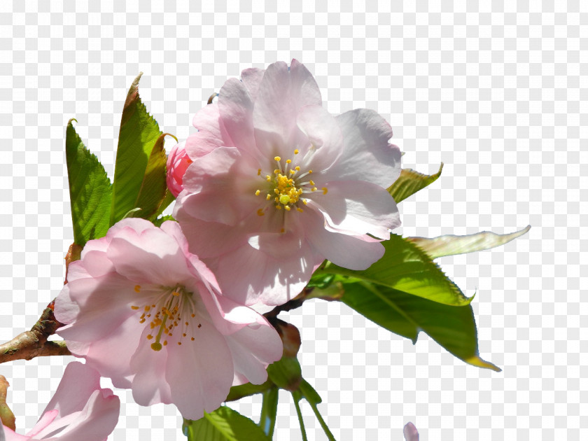 Pink Flowers Almond Blossoms Flower PNG