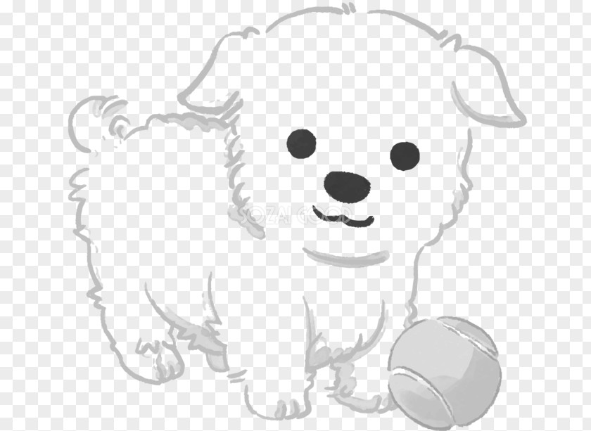 Puppy Dog Breed Maltese Havanese Bichon Frise PNG