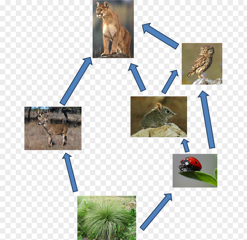 California Chaparral And Woodlands Food Web Biome Chain PNG