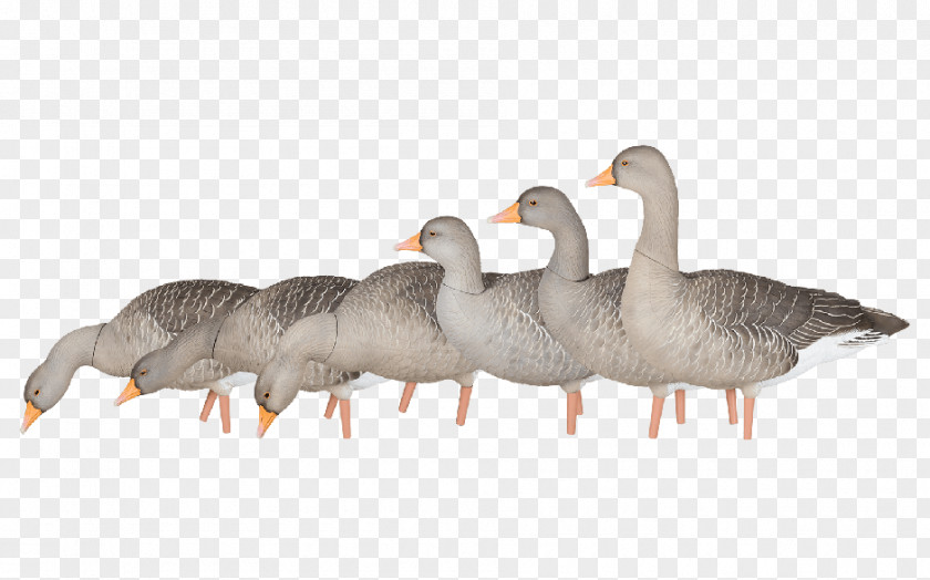 Goose Greylag Cygnini Ganso Canada PNG