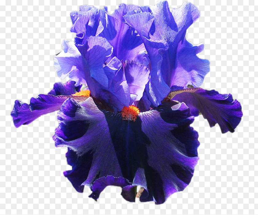 Irises Blue Cut Flowers Violet Flower Garden PNG
