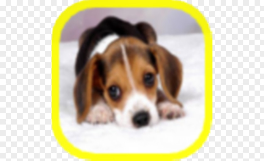 Puppy Beagle Borzoi Rottweiler Golden Retriever PNG