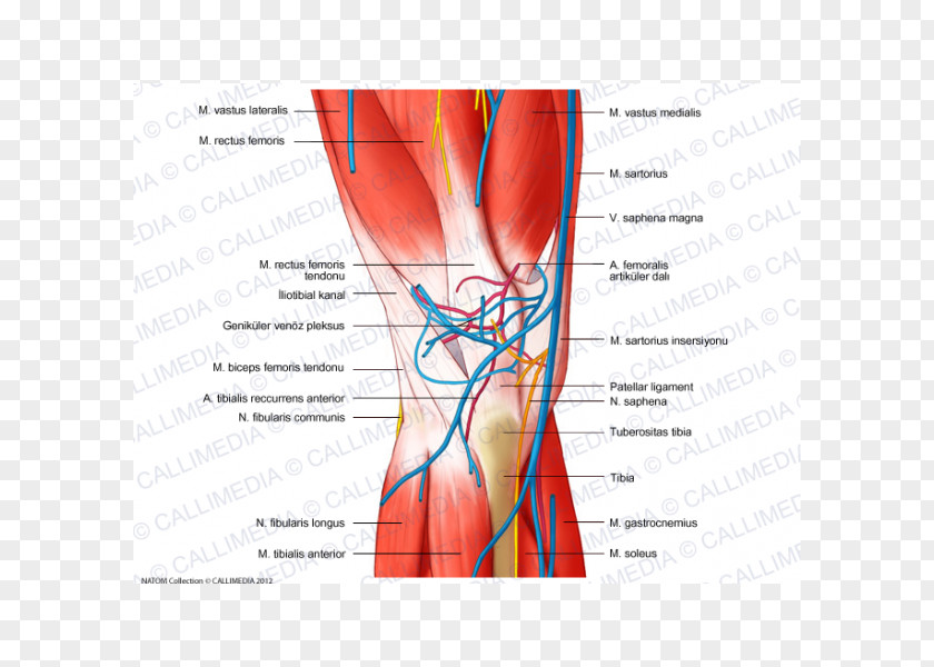 Rectus Femoris Muscle Knee Human Body Blood Vessel Nerve Nervous System PNG
