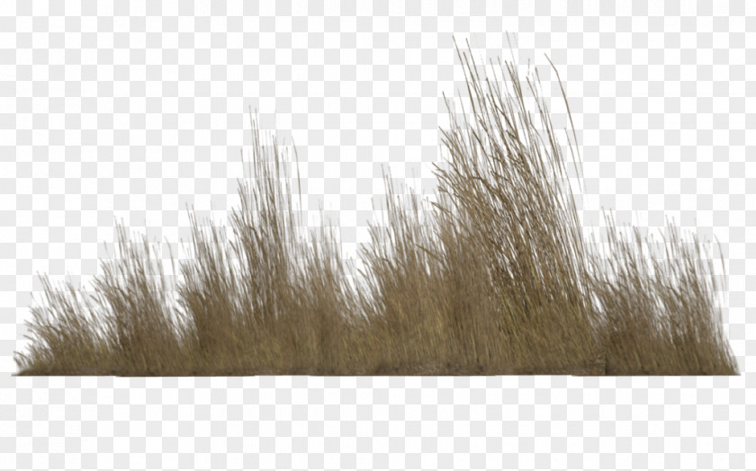 Tall Grass Transparent Photography Clip Art PNG