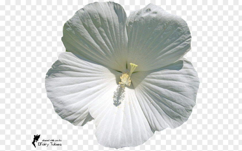 White Flower Type Petal Blossom Rose PNG