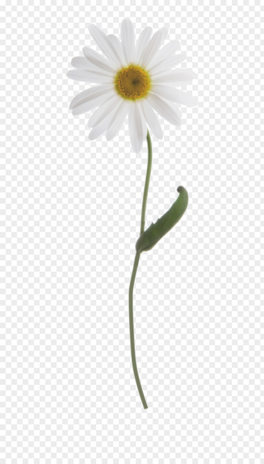 Chamomile Common Daisy Oxeye Plant Stem PNG