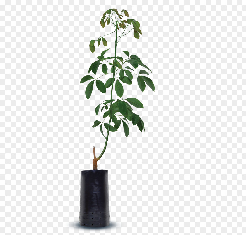Flowerpot Houseplant Plant Stem PNG